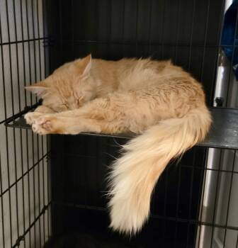 Marmalade and Cole -  Maine Coon Cat for Adoption in Mission Viejo, California - Marmalade And Cole | PetCurious