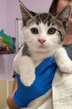 The Phantom -  Domestic Short Hair Cat for Adoption in Vancouver, Washington - The Phantom | PetCurious