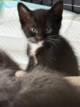 Domestic Short Hair Cats Available for Adoption in Columbia, South Carolina - Cece | PetCurious