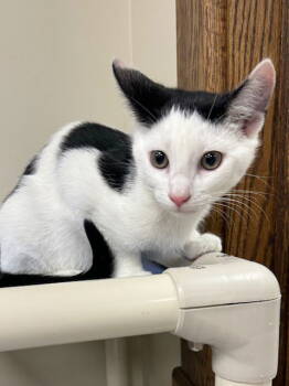 Rescue Domestic Short Hair Cats for Adoption in Lancaster, Pennsylvania - Diego | PetCurious