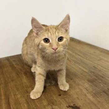 Cheddar -  Domestic Short Hair Cat for Adoption in Mocksville, North Carolina - Cheddar | PetCurious