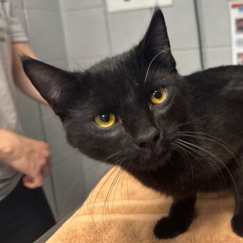 Jack Sparrow (Critter Barn) -  Domestic Short Hair Cat for Adoption in West Olive, Michigan - Jack Sparrow (Critter Barn) | PetCurious