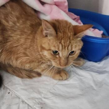 Peppermint -  Domestic Short Hair Cat for Adoption in Kingman, Arizona - Peppermint | PetCurious