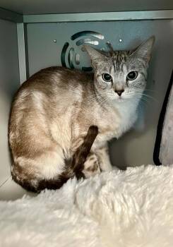 Scarlett -  Siamese Cat Available for Adoption in Moundsville, West Virginia - Scarlett | PetCurious