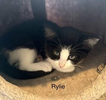 Rylie -  Domestic Short Hair Cat for Adoption in White Bluff, Tennessee - Rylie | PetCurious