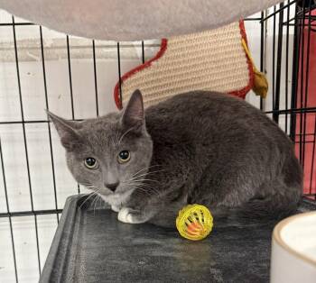 Dipper Pines -  Domestic Short Hair Cat for Adoption in Scranton, Pennsylvania - Dipper Pines | PetCurious