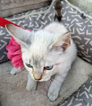 Plum-Blossom WV14577-T LOCAL Adoption Event in Woodinville 8/23 -  Siamese Cat for Adoption in Missouri City, Texas - Plum-Blossom WV14577-T LOCAL Adoption Event In Woodinville 8/23 | PetCurious
