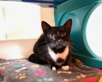 Rescue Domestic Short Hair Cats for Adoption - Junior | PetCurious