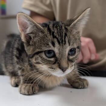 Cubby -  Domestic Short Hair Cat for Adoption in Canton, Illinois - Cubby | PetCurious