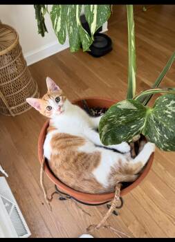 Rescue Domestic Short Hair Cats for Adoption in Washington Township, New Jersey - Dandelion | PetCurious