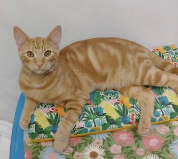 Spike -  Domestic Short Hair Cat for Adoption in York, South Carolina - Spike | PetCurious