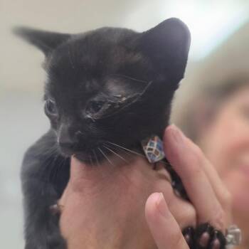 Clover -  Domestic Short Hair Cat Available for Adoption in Buellton, California - Clover | PetCurious