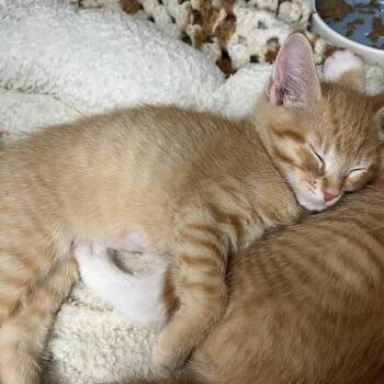 Domestic Short Hair Cats Available for Adoption - Tangerine | PetCurious