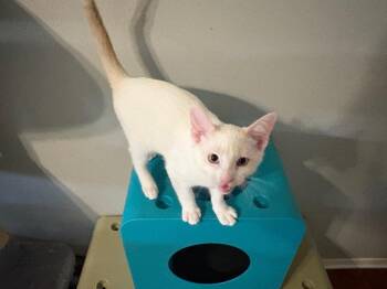 Robin 3746 -  Siamese and Domestic Short Hair Cat for Adoption in Dallas, Texas - Robin 3746 | PetCurious