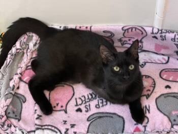 Penelope -  Domestic Short Hair Cat for Adoption in Macomb, Michigan - Penelope | PetCurious
