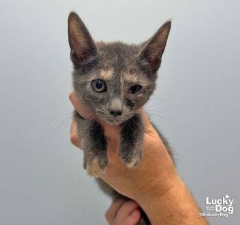 Lumi -  Domestic Short Hair Cat for Adoption in Washington, District Of Columbia - Lumi | PetCurious