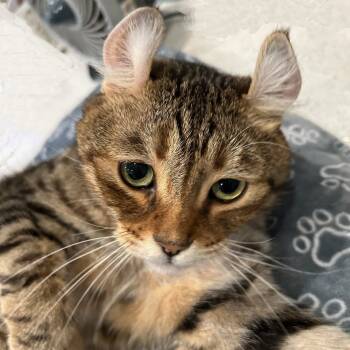 Rescue Extra Toes Cat Hemingway Polydactyl and Domestic Short Hair Cats for Adoption in Los Angeles, California - Peanut | PetCurious