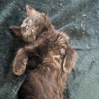 Hershey -  Domestic Medium Hair Cat for Adoption in Los Angeles, California - Hershey | PetCurious