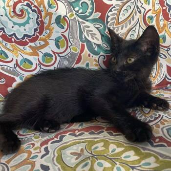 Rescue Domestic Short Hair Cats for Adoption in Wichita, Kansas - Tiana | PetCurious