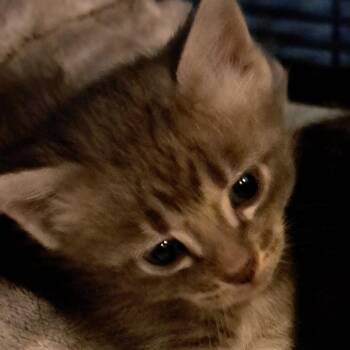 Domestic Short Hair Cats Available for Adoption in Green Forest, Arkansas - Darla | PetCurious
