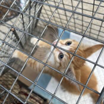 Rescue Domestic Short Hair Cats for Adoption in New York, New York - Copper | PetCurious