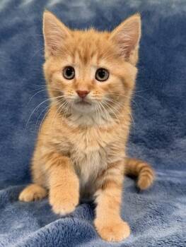 Fontina -  Domestic Short Hair Cat for Adoption in Nashville, Tennessee - Fontina | PetCurious