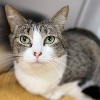 Domestic Short Hair Cats Available for Adoption in Atlanta, Georgia - April | PetCurious