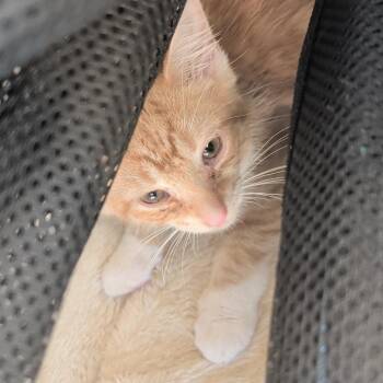 NefNef -  Domestic Short Hair Cat for Adoption in Greensboro, North Carolina - NefNef | PetCurious