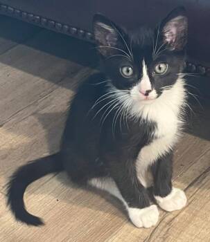 Mojave -  Tuxedo Cat for Adoption in San Juan Capistrano, California - Mojave | PetCurious