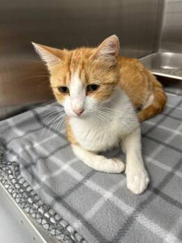 Madison -  Domestic Short Hair Cat for Adoption in Hartsville, South Carolina - Madison | PetCurious
