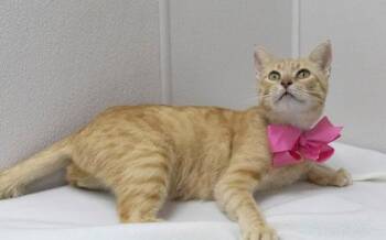 Domestic Short Hair Cats Available for Adoption - Sage | PetCurious