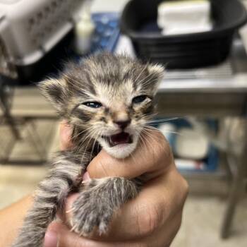 Tabitha -  Domestic Short Hair Cat for Adoption in Galveston, Texas - Tabitha | PetCurious