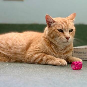 Geralt -  Domestic Short Hair Cat for Adoption in New Fairfield, Connecticut - Geralt | PetCurious