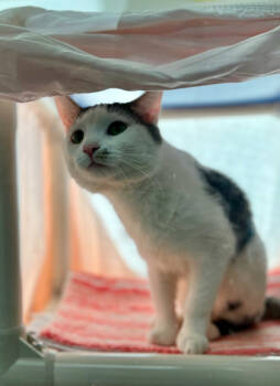 Rescue Domestic Short Hair Cats for Adoption in Morristown, New Jersey - Linus - Available In Foster | PetCurious