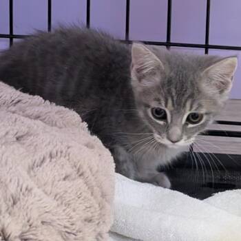 Gilly -  Domestic Short Hair Cat for Adoption in Redwood Valley, California - Gilly | PetCurious