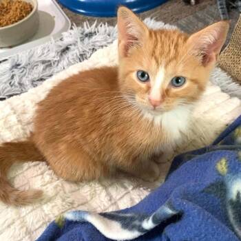 Billy -  Domestic Short Hair Cat for Adoption in Dekalb, Illinois - Billy | PetCurious