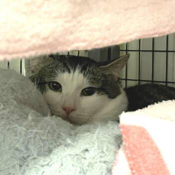 Domestic Short Hair Cats Available for Adoption in Charlottesville, Virginia - Romeo | PetCurious