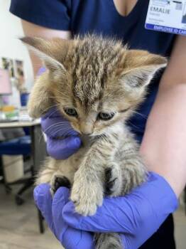 Domestic Short Hair Cats Available for Adoption in Fairhope, Alabama - Nala | PetCurious