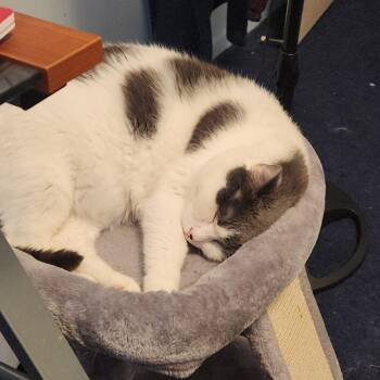 Domestic Short Hair Cats Available for Adoption - Tiger | PetCurious