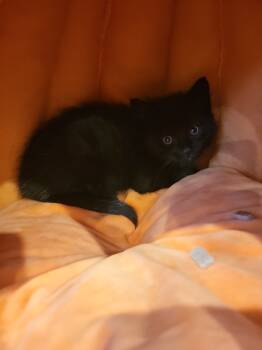 Rescue Domestic Long Hair Cats for Adoption in Fruit Heights, Utah - Zap | PetCurious