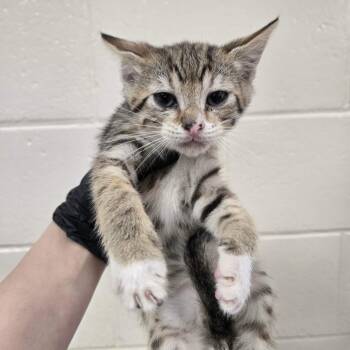 Memphis -  Domestic Short Hair Cat for Adoption in Reno, Nevada - Memphis | PetCurious