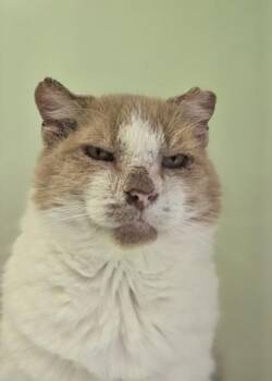 Leonard -  Domestic Short Hair Cat for Adoption in Batavia, Ohio - Leonard | PetCurious