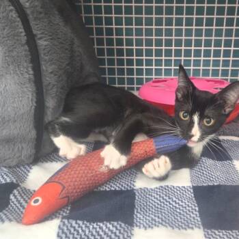 Dolly -  Domestic Short Hair Cat for Adoption - Dolly | PetCurious