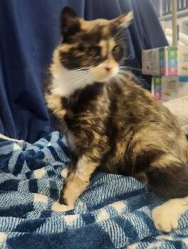 Domestic Short Hair and Calico Cats Available for Adoption in Lexington, Tennessee - MYSTERY | PetCurious