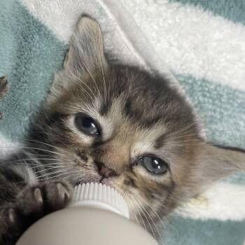 Tails -  Domestic Short Hair Cat for Adoption in Cedaredge, Colorado - Tails | PetCurious