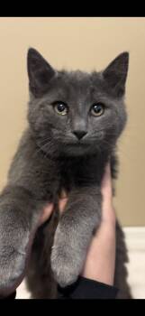 Domestic Short Hair Cats Available for Adoption - Tudy | PetCurious