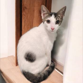Jimmy -  Domestic Short Hair Cat for Adoption in Jupiter, Florida - Jimmy | PetCurious