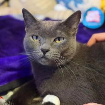 Domestic Short Hair Cats Available for Adoption in Mayfield, New York - Daisy | PetCurious