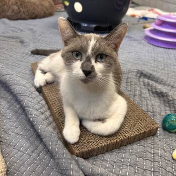 Angel -  Domestic Short Hair Cat for Adoption in Bedford, New Hampshire - Angel | PetCurious