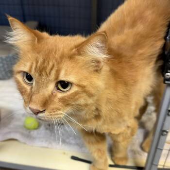 Domestic Long Hair Cats Available for Adoption - Franklin | PetCurious